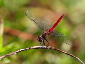 Brachymesia furcata, female